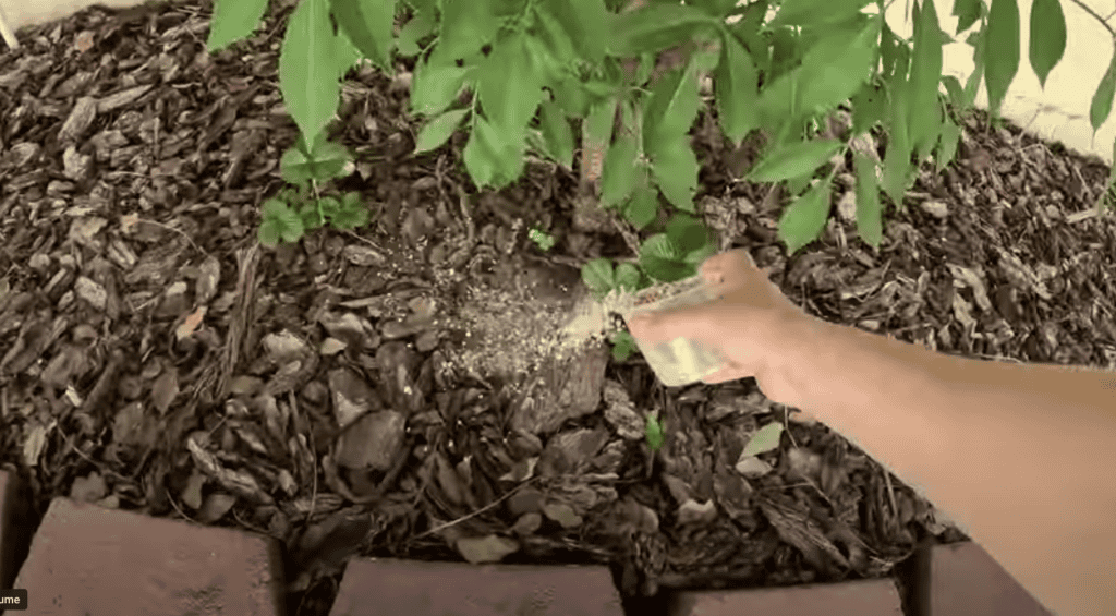 garden fertilization